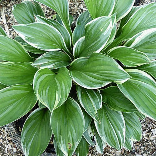 Hosta 'Royal Charmer' - Hosta 'Royal Charmer'